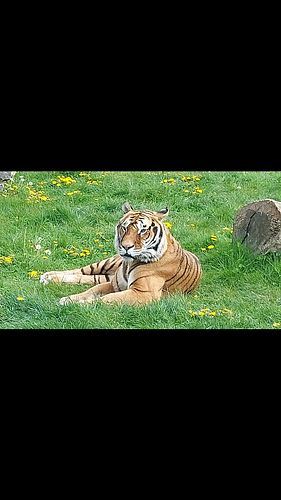 My cool video I took at Wolds Wildlife Park in April 2025 of this stunning Bengal Tiger! (song used is Tiger by Abba) #tiger ...