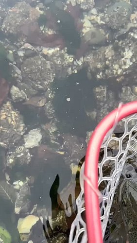 Found a few searun today