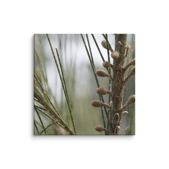 Plant Canvas product image (2)