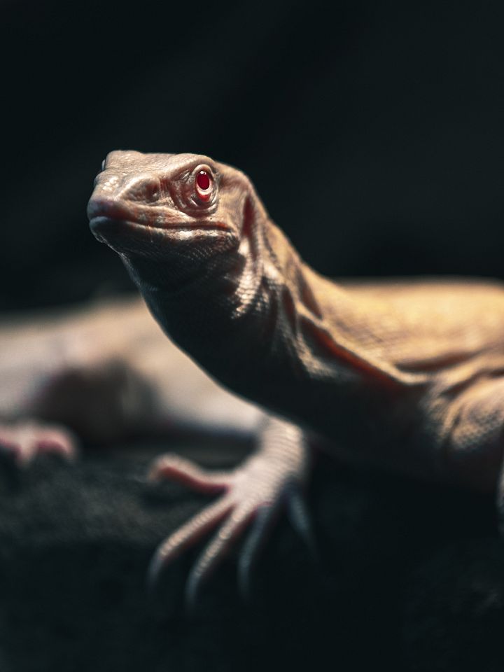 Baby Albino Nile Monitor product image (1)