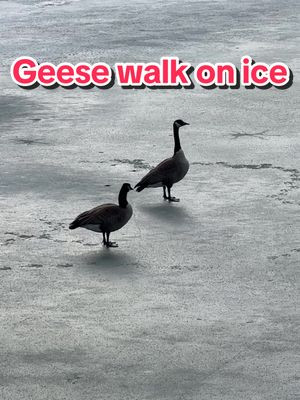 Canada Geese walk on the Rideau Canal. Spring is near! (March 15, 2024) #ottawa #canadageese #canadageeseoftiktok #canadagoose #geese #geeseoftiktok #birds #birdsoftiktok #rideaucanal