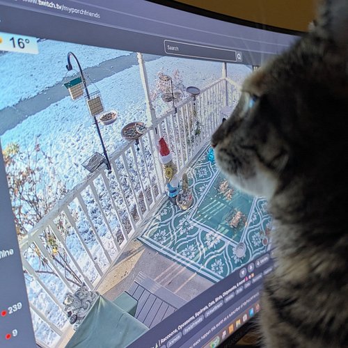 she liked the birds @myporchfriends