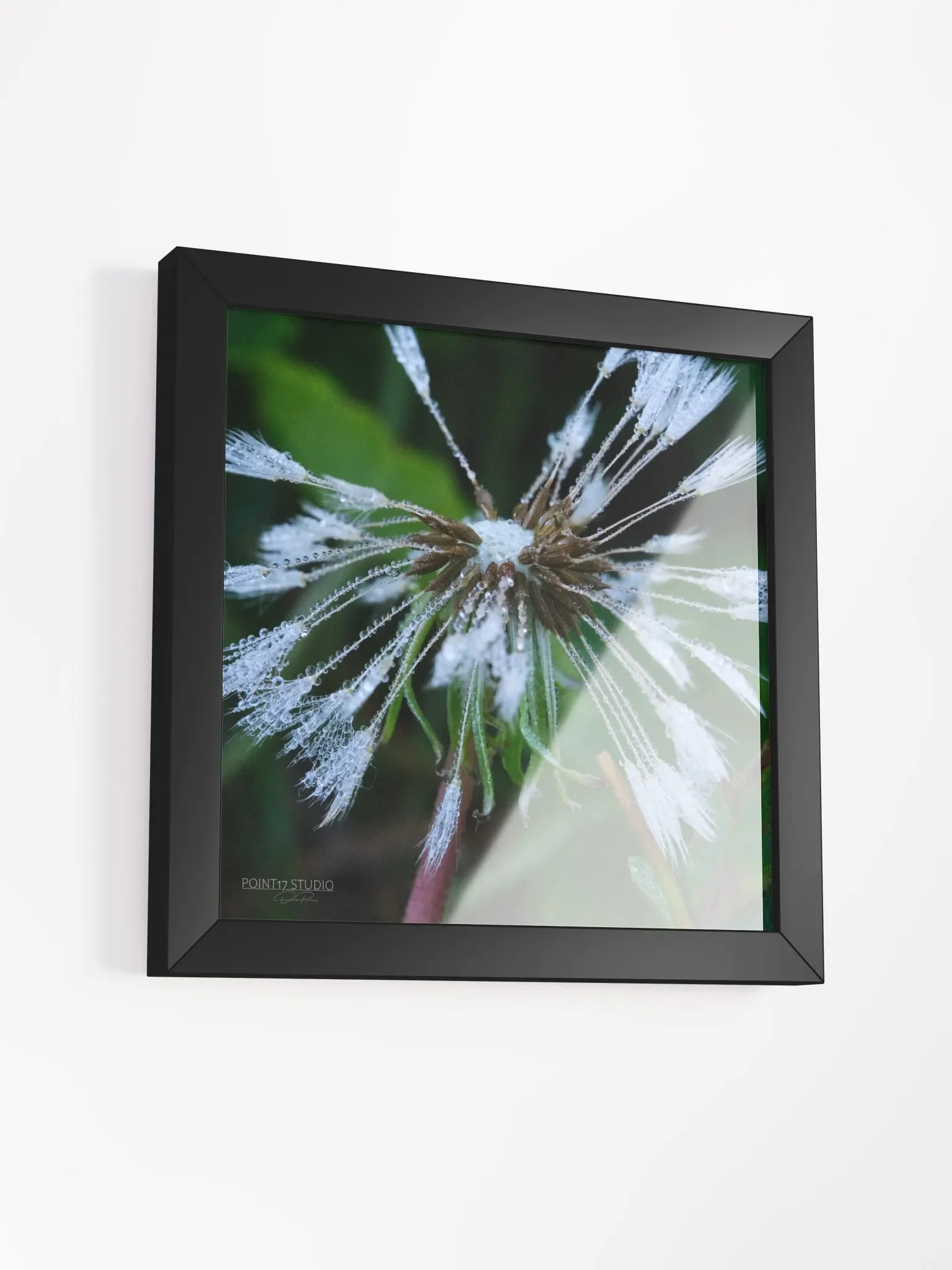 Dandelion #2 - Framed Print product image (3)