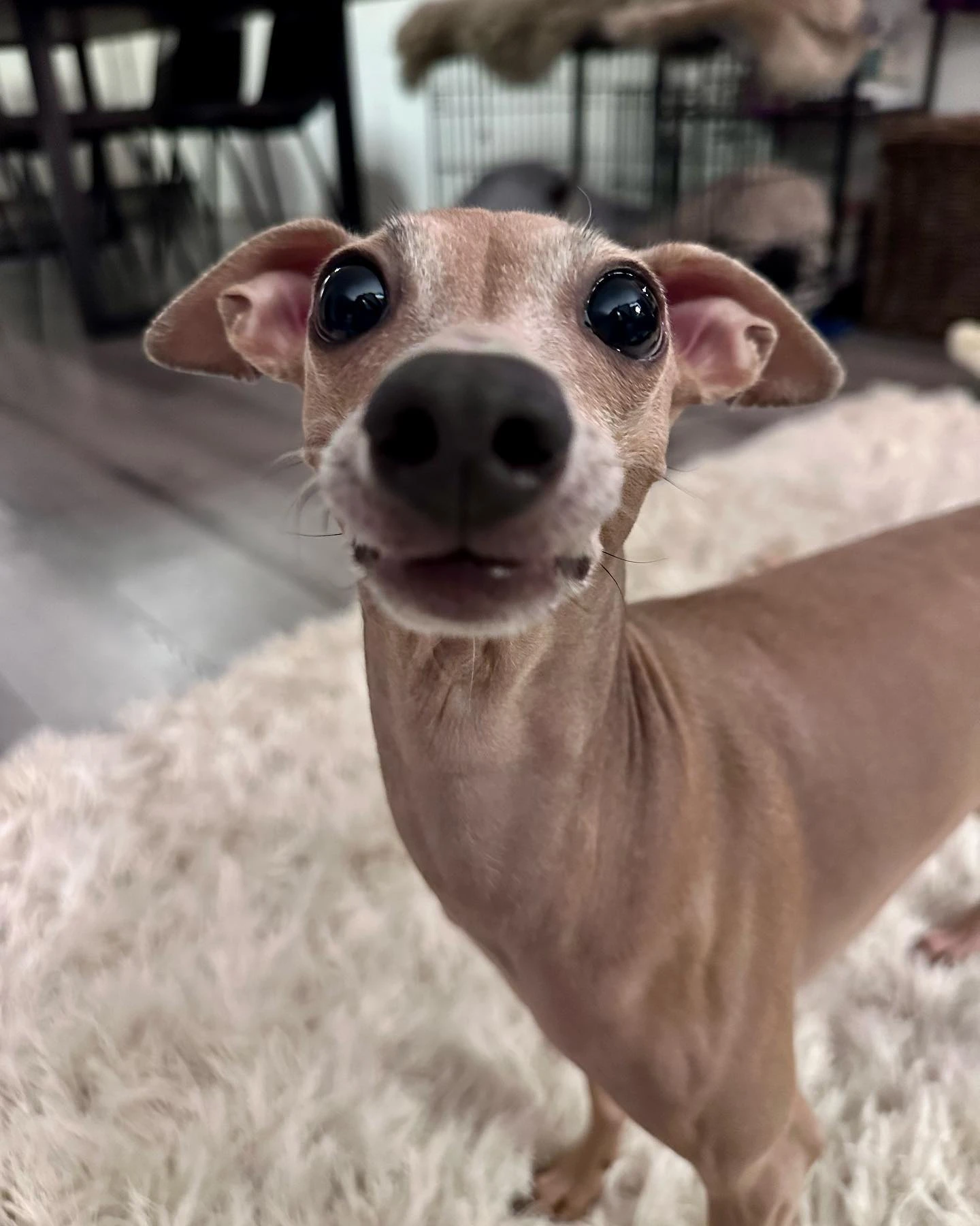 Honey ⚫️👄⚫️ Pepper 👁️👅👁️

#italiangreyhound #iggies #dogsofnorway #dogsofinstagram