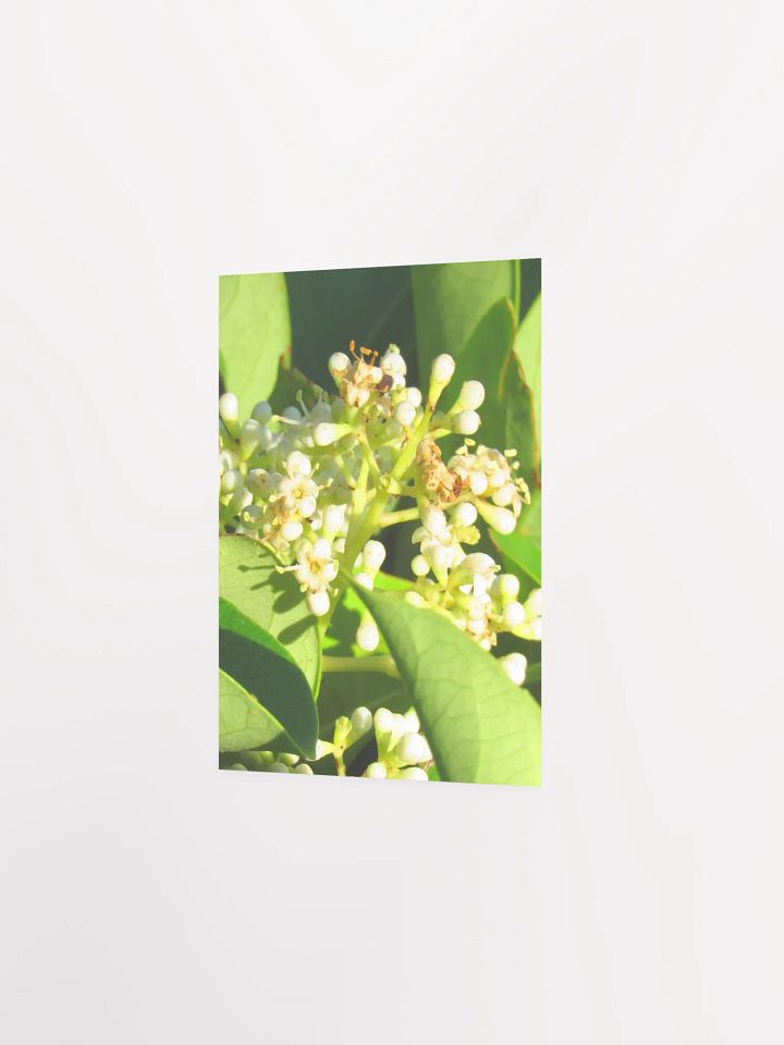 Sweet Viburnum product image (23)