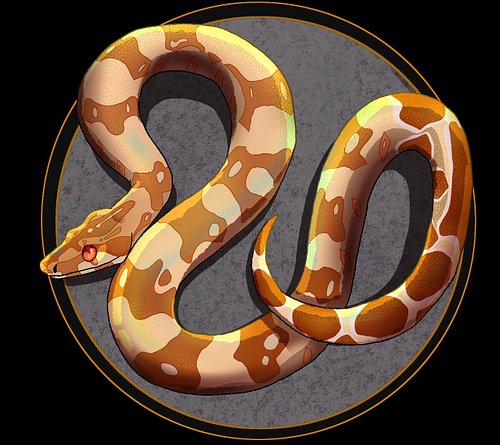 Albino Boa I drew today.