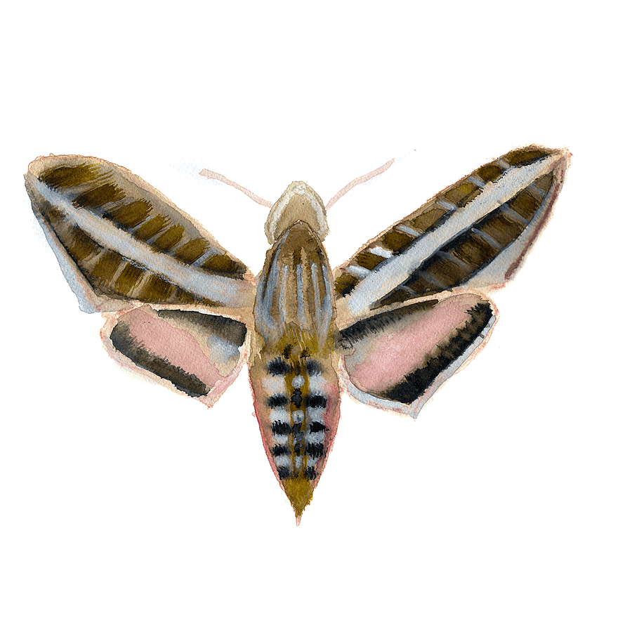White Lined Sphinx Moth (x2) product image (5)