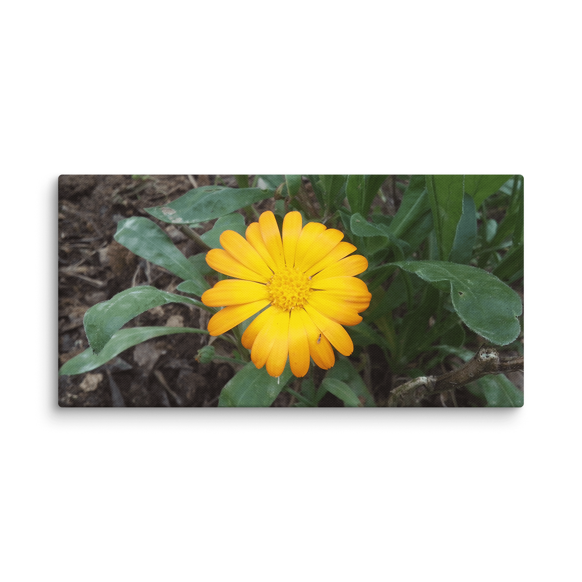 Happiness product image (1)