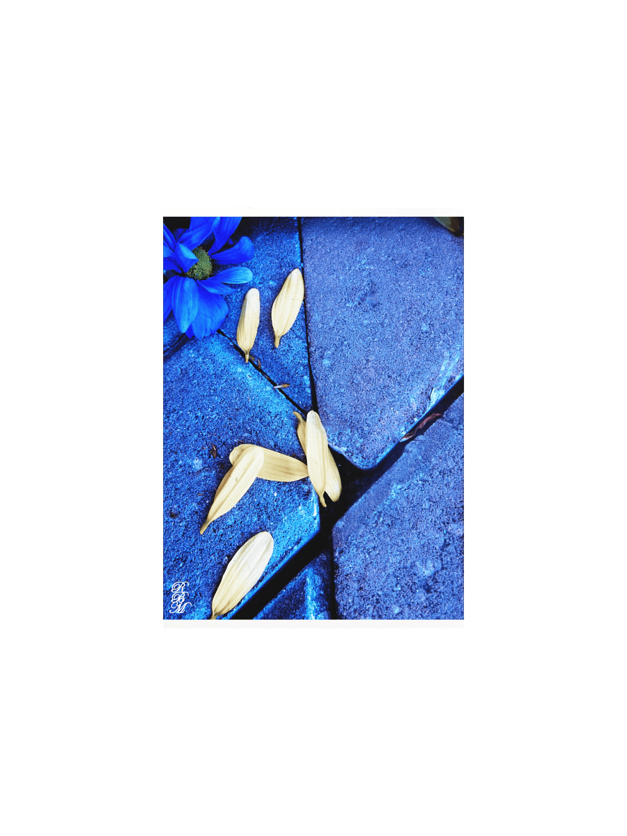Blue Flower and Yellow Petals product image (1)