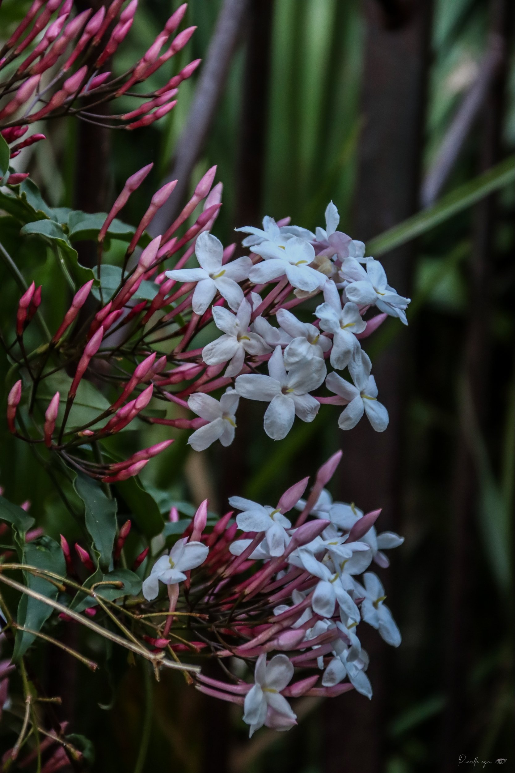 Fine Art - Where the Fragrance Glows product image (1)