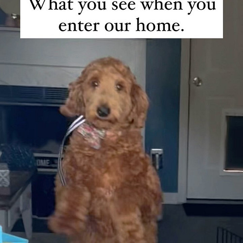 How do your dogs behave when you get home??
