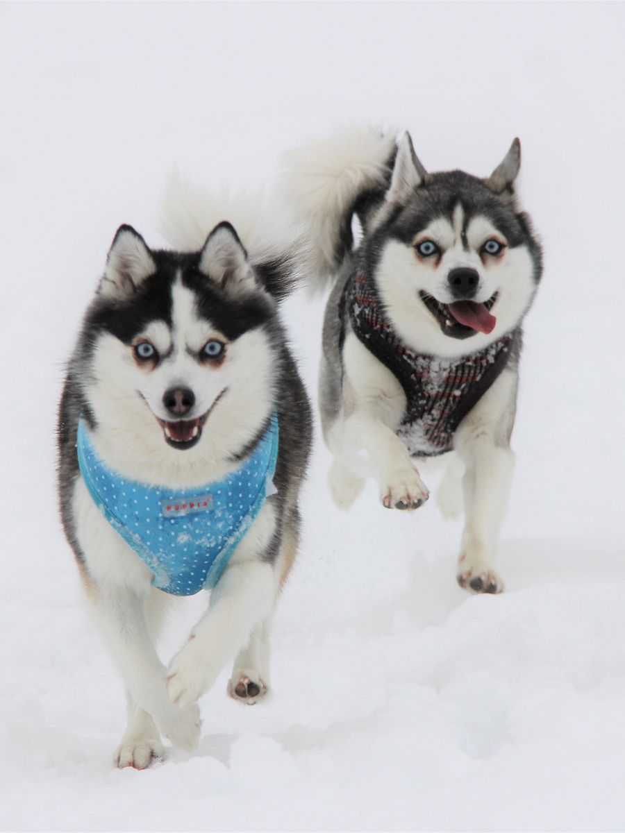 Cute Klee Kai Puppies - Hoodie product image (7)
