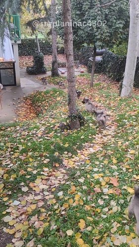 🐾 The little ones are barking, playing and racing around the yard! We'll be less active for some time while working on a proj...