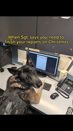 Can't talk gotta finish these heckin reports
•
•
#mtpdk9 #policek9 #k9 #workingdog #belgianmalinois #belgianmalinoisofinstagram