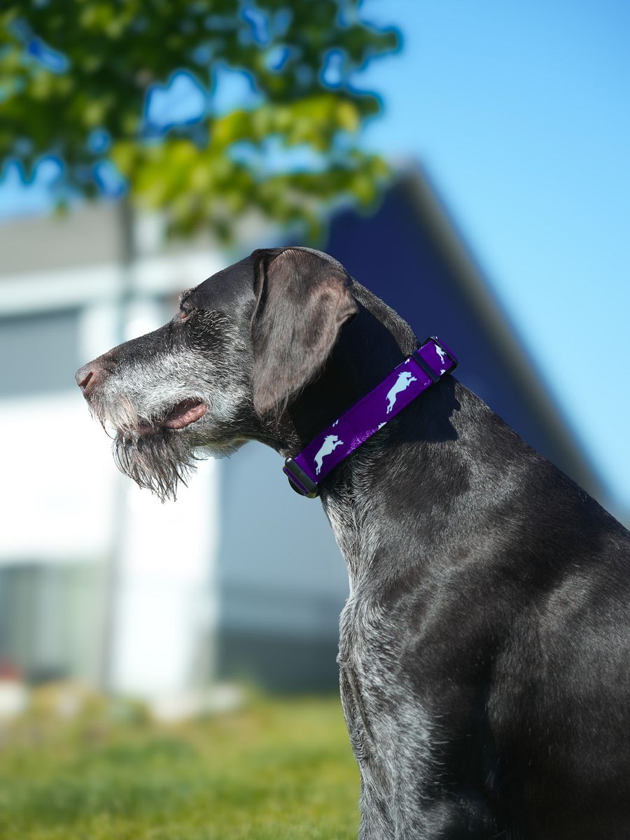 Purple Haze Collar product image (1)