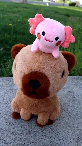 The Magnetic Axolotl and Capybara Plushie goes crazy 🔥🔥‼️

these plushies only avaliable at @eveoart 

I made the capybara pl...