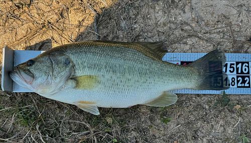 Bass can stop growing 

There is a major misconception going around social media. Most fishermen assume the forage base is un...