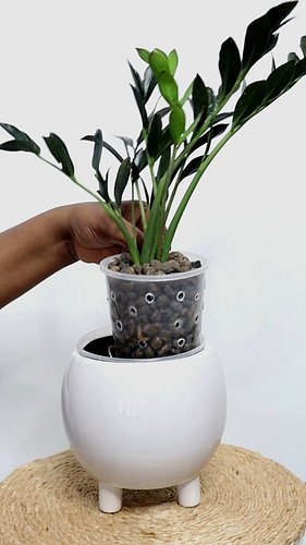 My little ZZ Zamicro growing in leca clayballs. Alot of people think a ZZ plant can't grow in an environment constantly expos...