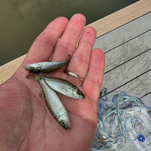 Too many bass 

Growing bass is no different than growing cows. The general rule for growing cows is you don’t want more than...