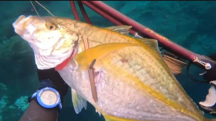 Pesca submarina en canarias vol.2 product image (2)