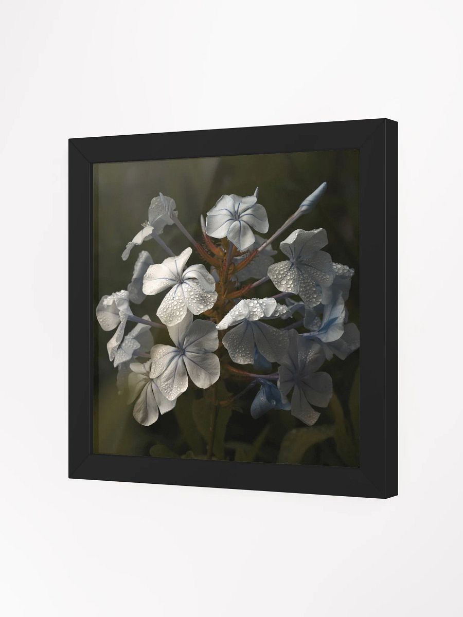 Plumbago product image (4)