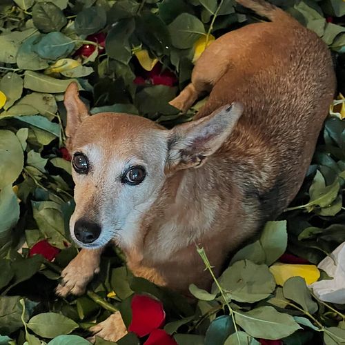 Busy helping mom and dad make flower arrangements.  Have a lovely day. 

-Orelas