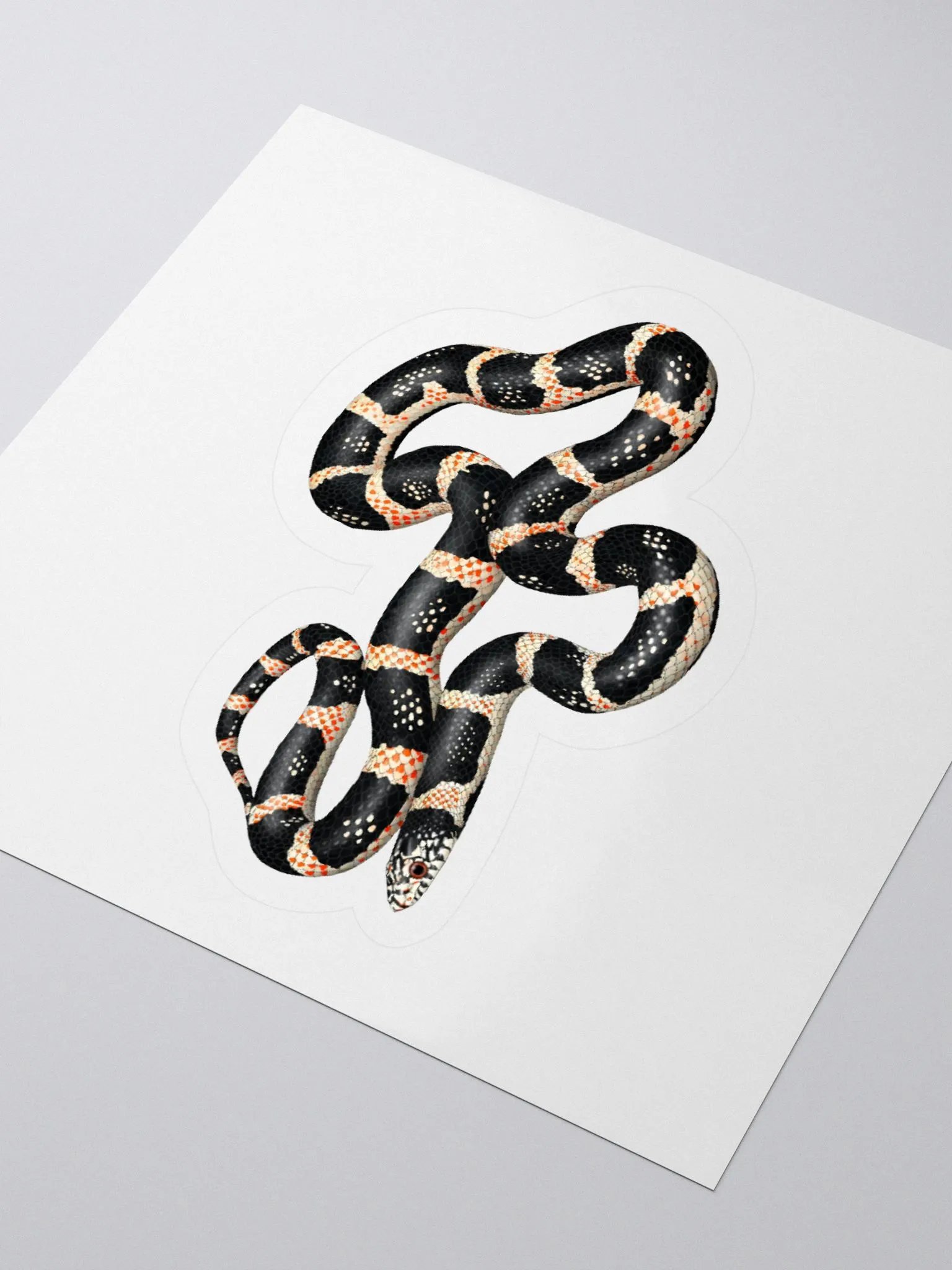 Die-Cut Sticker – Longnosed Snake product image (3)