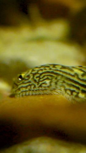 New video out now! 
.
#hillstreamloach #riveraquarium #aquarium #aquascape #plantedtank #dirtedtank