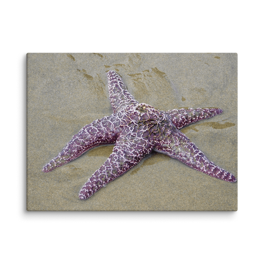 Starfish Sea Star 12x16 product image (1)