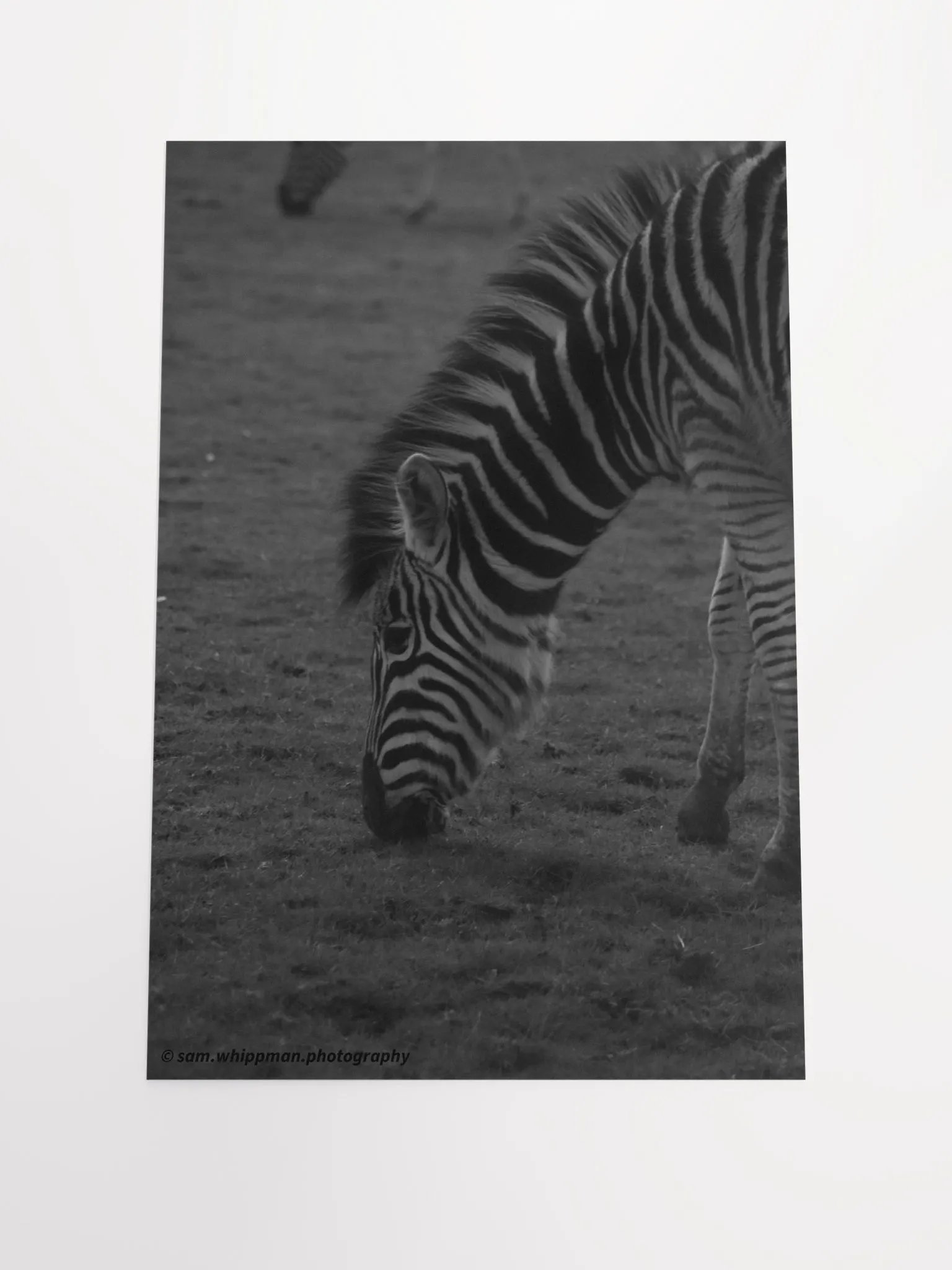 Zebra Prints product image (1)