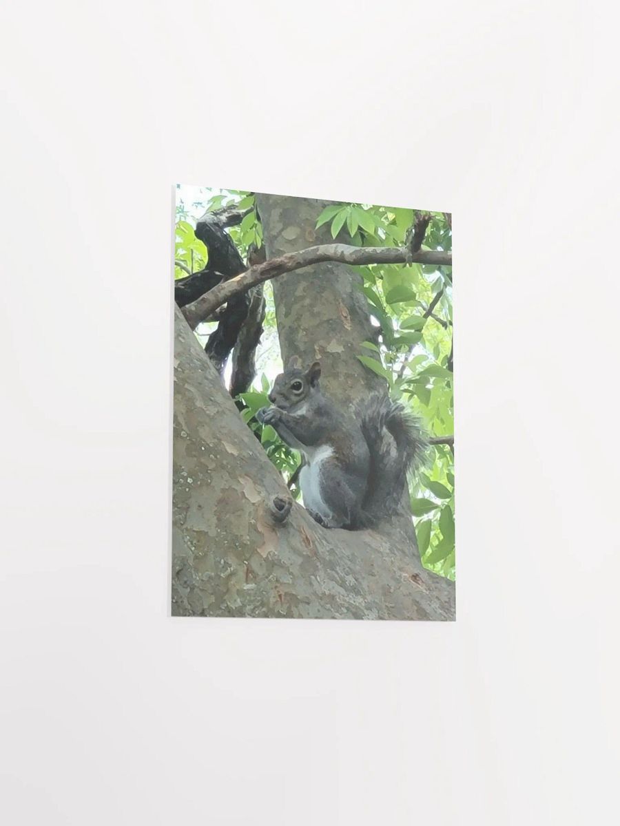 Squirrel FL product image (30)