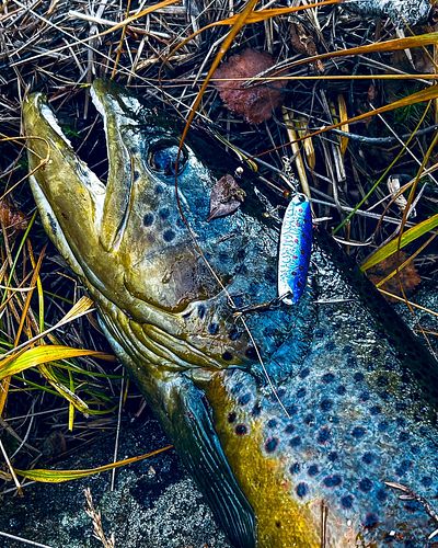 Eventyrlig dag på fjellet med den største ørreten jeg har vært med å hove i ferskvann! 🐟✨ 

Dette er en fisk jeg sent vil gle...