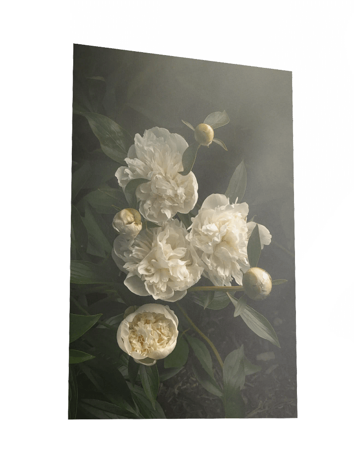 White Peonies in the Garden product image (6)
