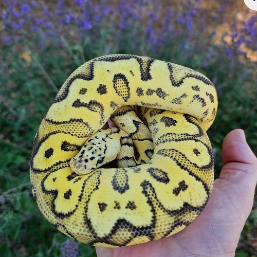 🔥 Available Now: Female Yellow Belly FireFly Clown (2023) 🔥 

This stunning girl is a visual powerhouse—born in 2023 and glow...