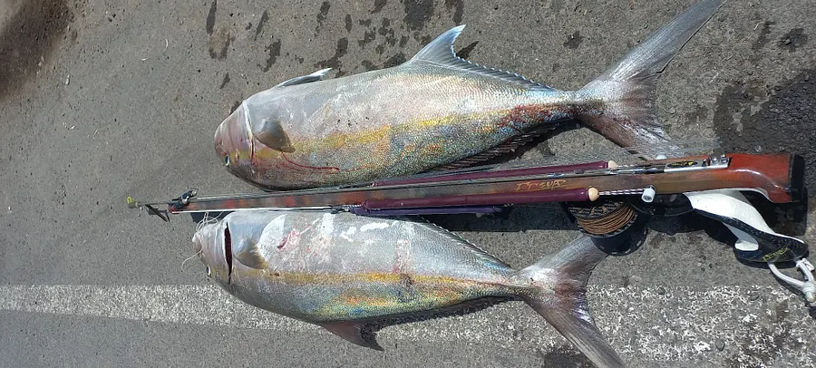 Pesca submarina en Tenerife VOL 2 product image (2)