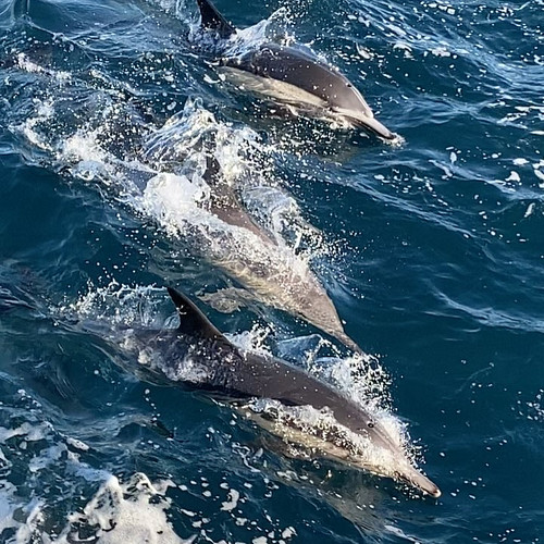 Last time we went whale watching was so cool to see this BIG pack of common dolphins, scroll to the 3rd video to hear me nerd...