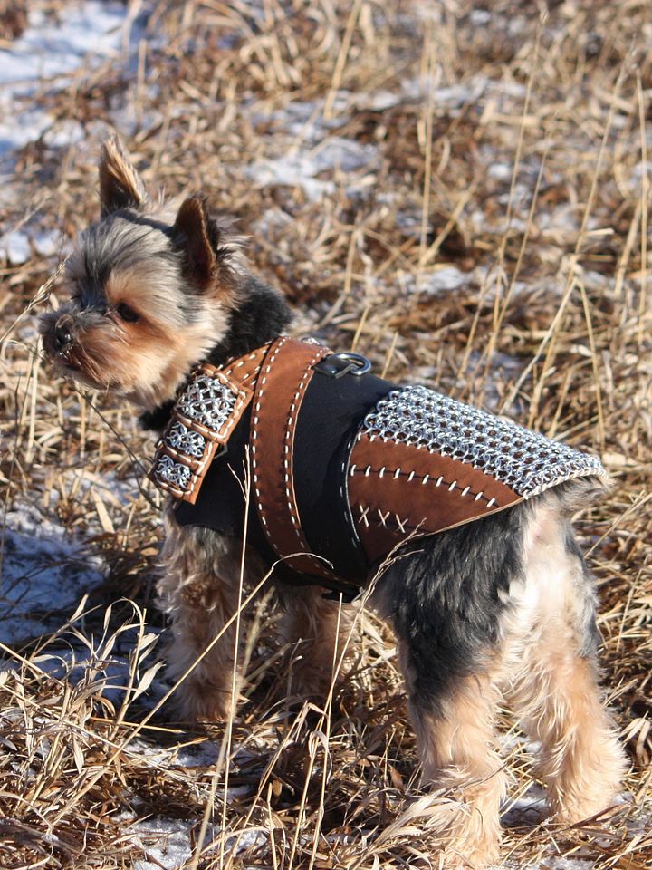 Witcher Armor for a Dog - PDF Pattern Download product image (1)