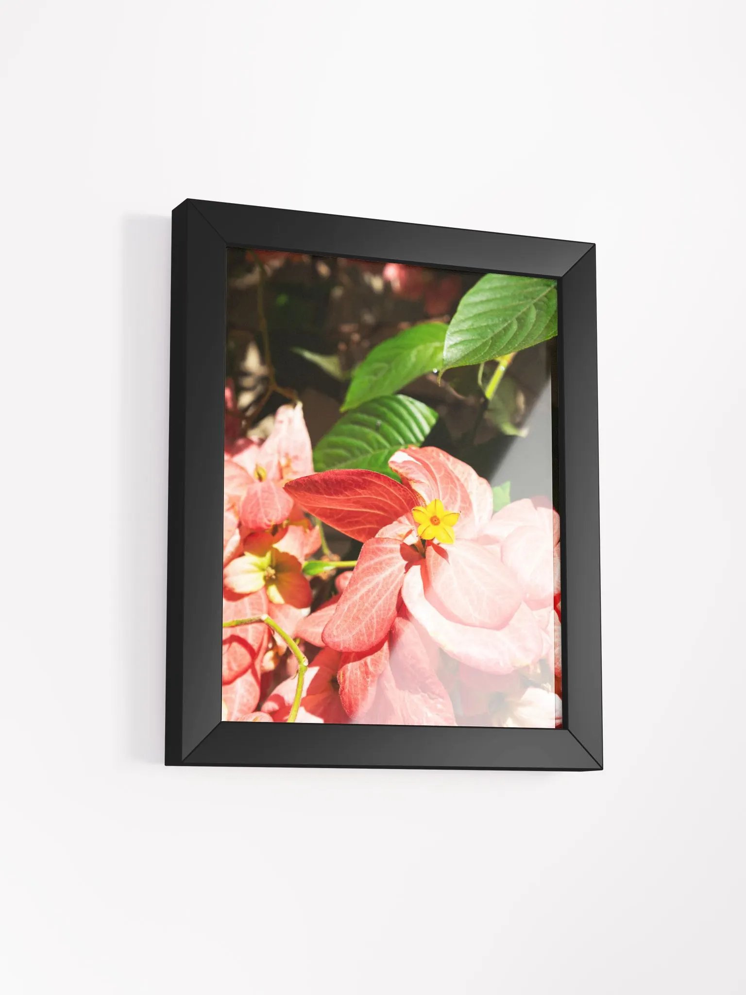 Mussaenda plant - Framed art print product image (2)