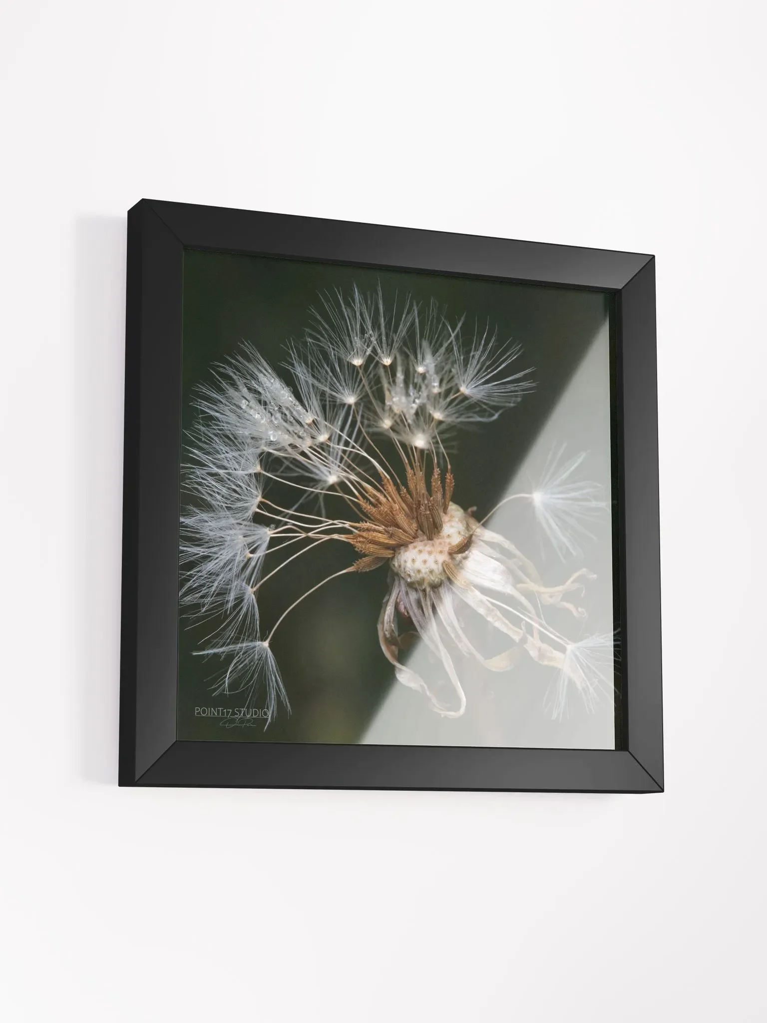 Dandelion #9 - Framed Print product image (3)