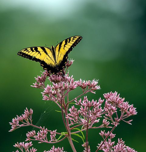 An Eastern Tiger Swallowtail butterfly spreads its wings on a flower in Strouds Run State Park, Ohio.

#butterfly #swallowtai...