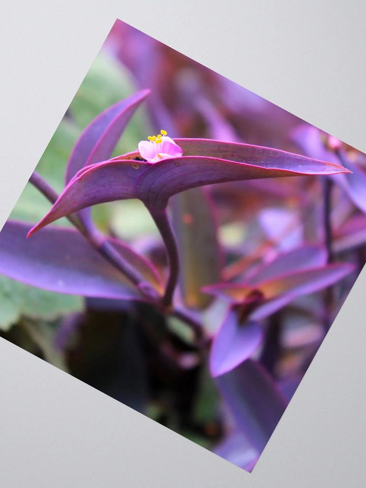 A Study in Flowers 9 - sticker version product image (6)