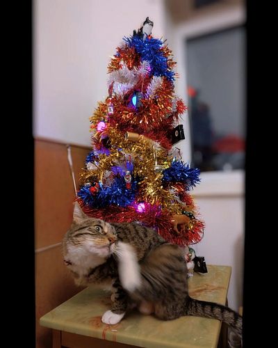 Too much tinsel on her tree?? No. Impossible!