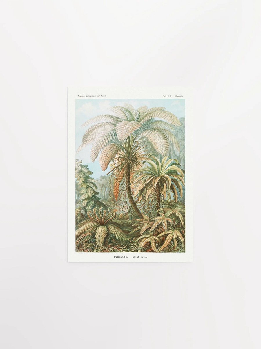 Filicinae–Laubfarne product image (7)