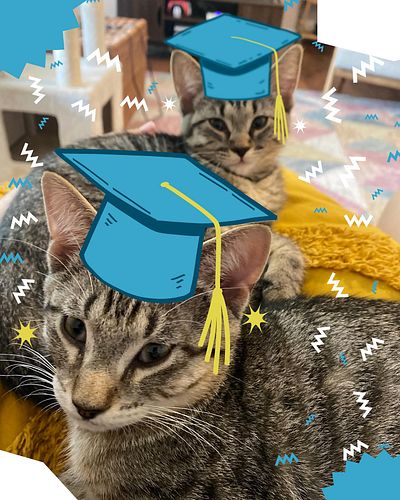 Today has been an emotional day. @brandi.sola and I have had kittens in our home for the last three months. We saw them being...