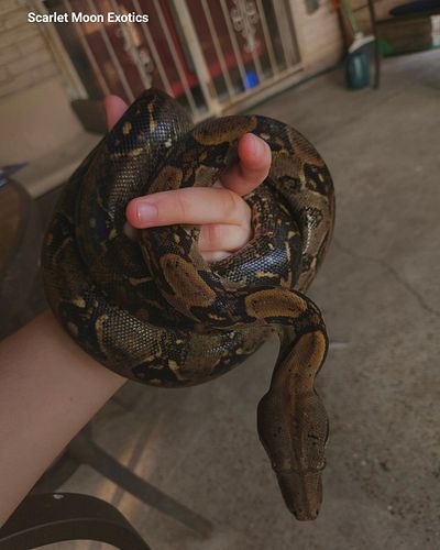 Fresh shed on this Costa Rican Liberian female.
#costarica #costaricanboa #Boas #boa #BoaConstrictor #boaimperator #localityboa