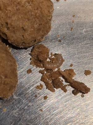 so I recently opened a new bag of Purina pro plan dog kibble, only to see it's literally infested with bugs. I did a little Google searching and turns out that I'm not the only person this has happened to. several posts take place over a couple years, these people posted photos of the same bugs in the same food. I contacted the company and they sent me a very long winded email trying to cover for their lack of quality control in their warehouses. basically saying once it leaves their facility it's not their problem??? for a multi million dollar company to not maintain control in the storage facilities they use is wild to me. 