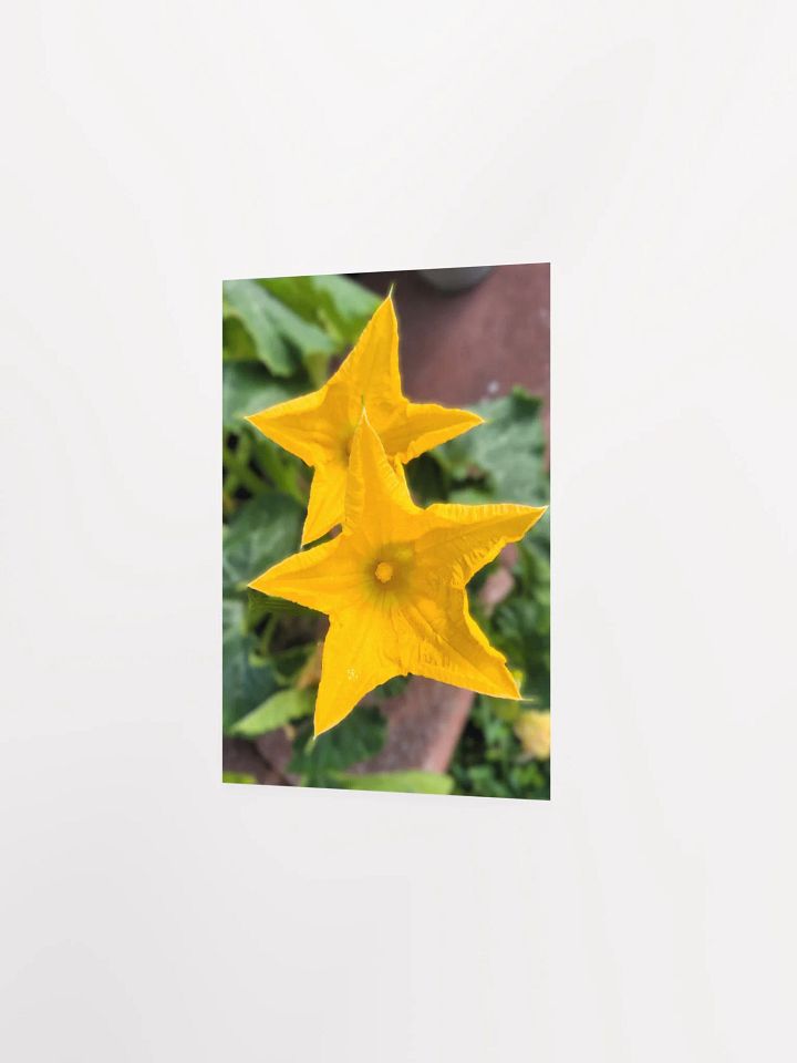 Pumpkin/Squash Flower product image (18)