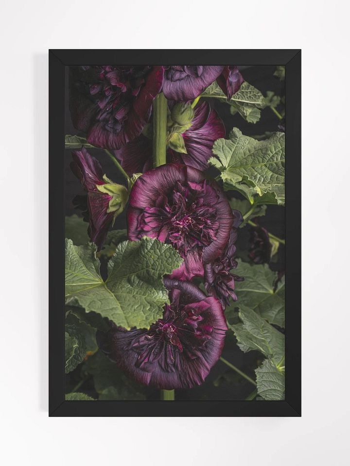 Darkest Hollyhock product image (1)