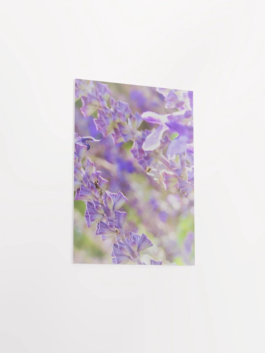 Wisteria product image (36)