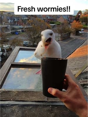 Wormies are essentially seagull cereal ❤️ #fyp #foryou #seagull #feedingsteven #birds